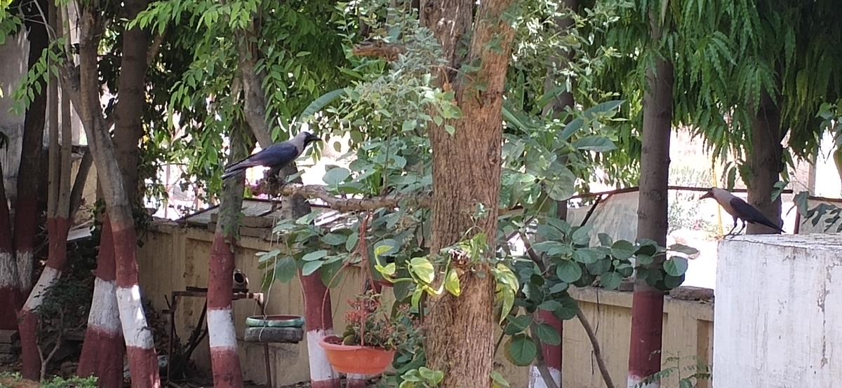 plantation and plant care