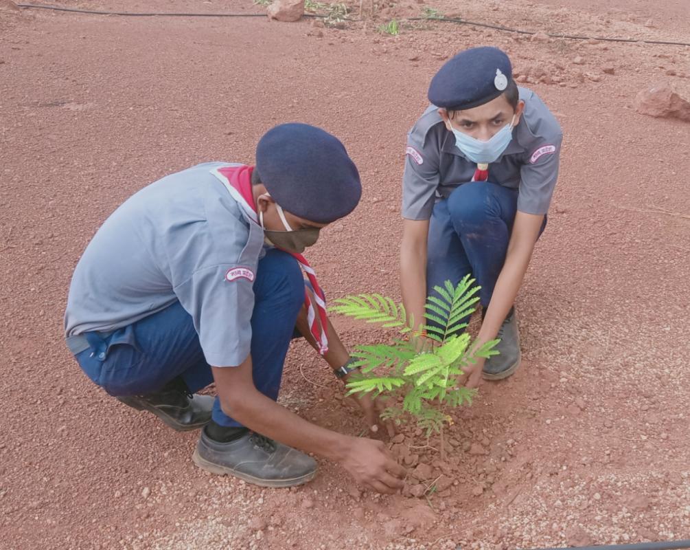 plantation plants to earth