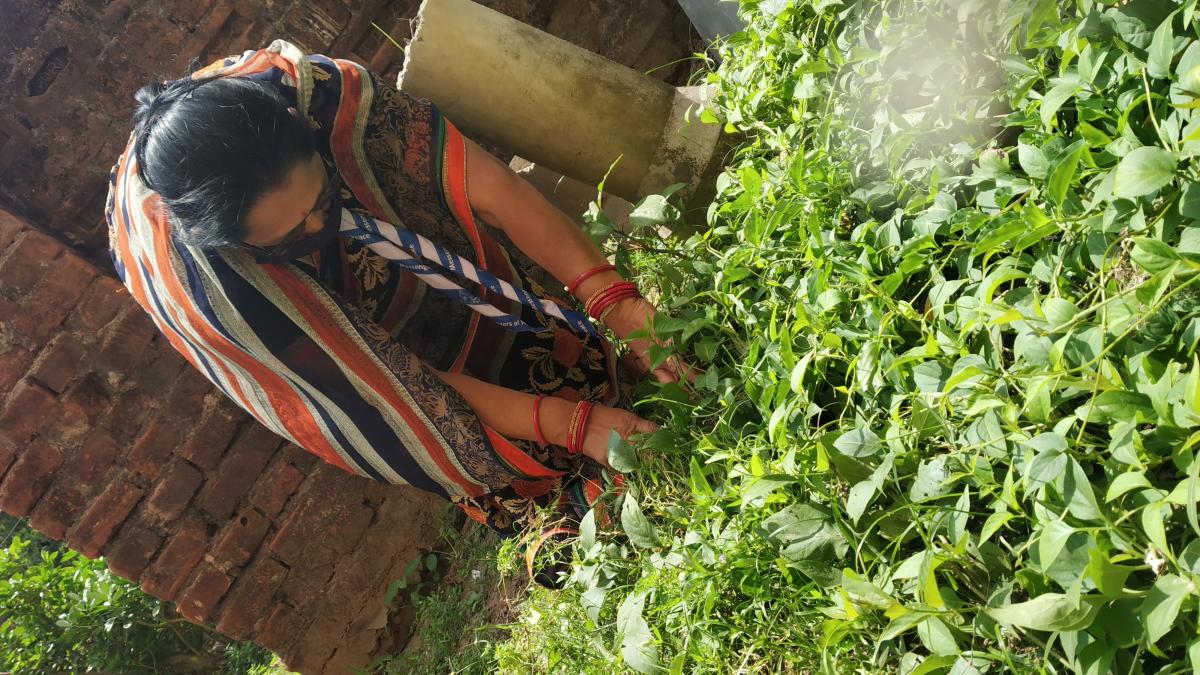 Kitchen Garden