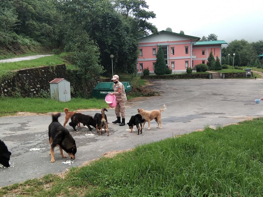 feeding and medicating stay dogs