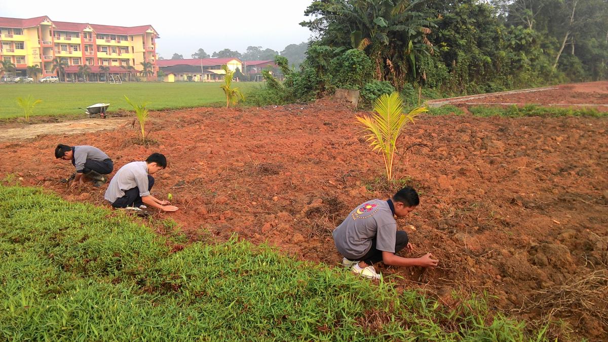 Menanam Pokok Pisang.