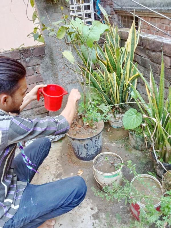 Tree plantation
