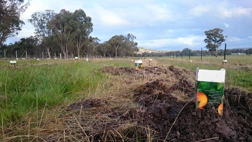 Regent Honeyeater Project 2015