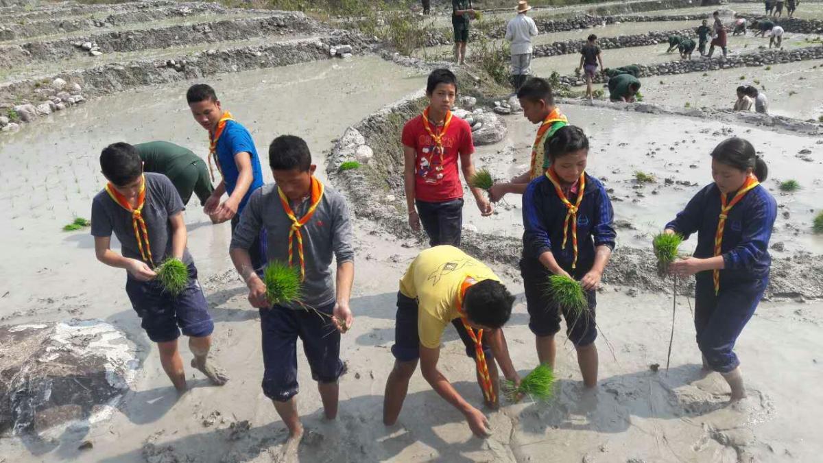 Paddy Plantation