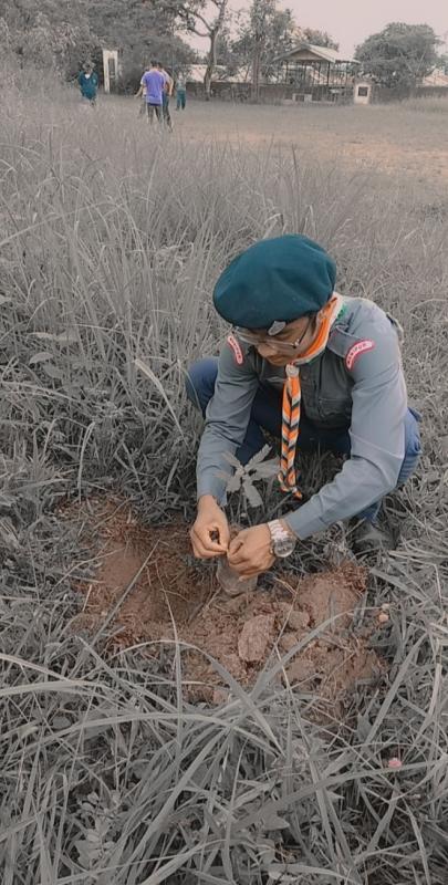 Tree plantation