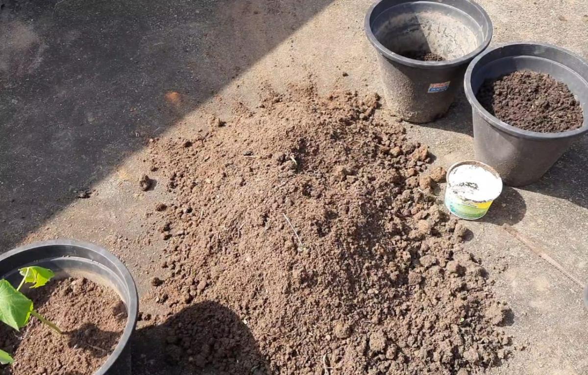 *Planting Vegetables & Flower Plants On A Rooftop*