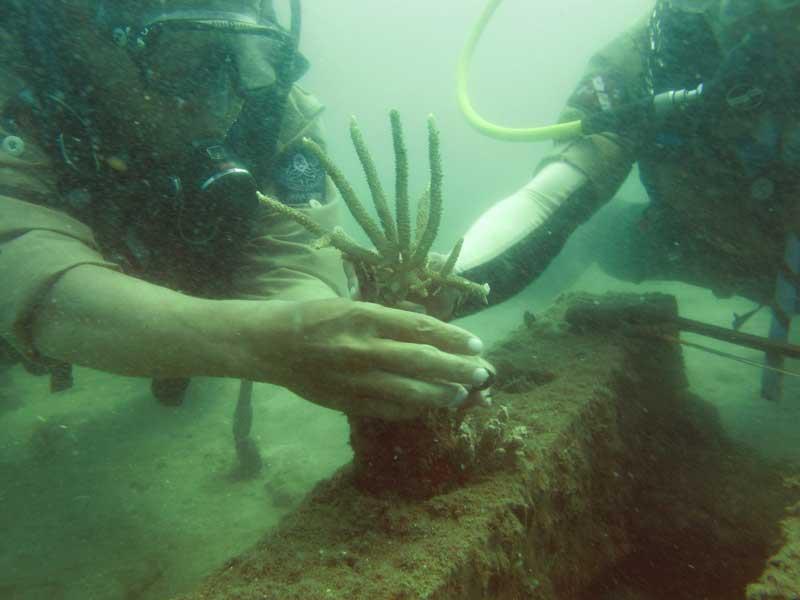 Scouts Coral Reef Restoration