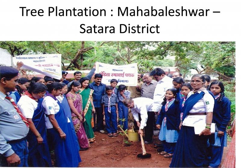 Tree Plantation