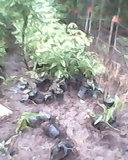 Establecimiento y manejo de vivero en la ciudad de La Trinidad  Departmento de Esteli