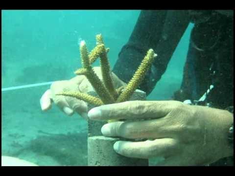 الشعاب المرجانية استعادة