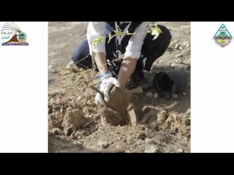 مشاركة عشائر جوالة جامعة القصيم في المعسكر البيئي بالجبيل 2013