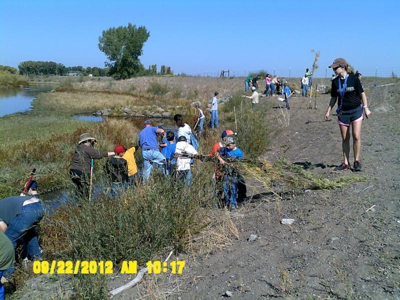 Rio Grande Willow Planting