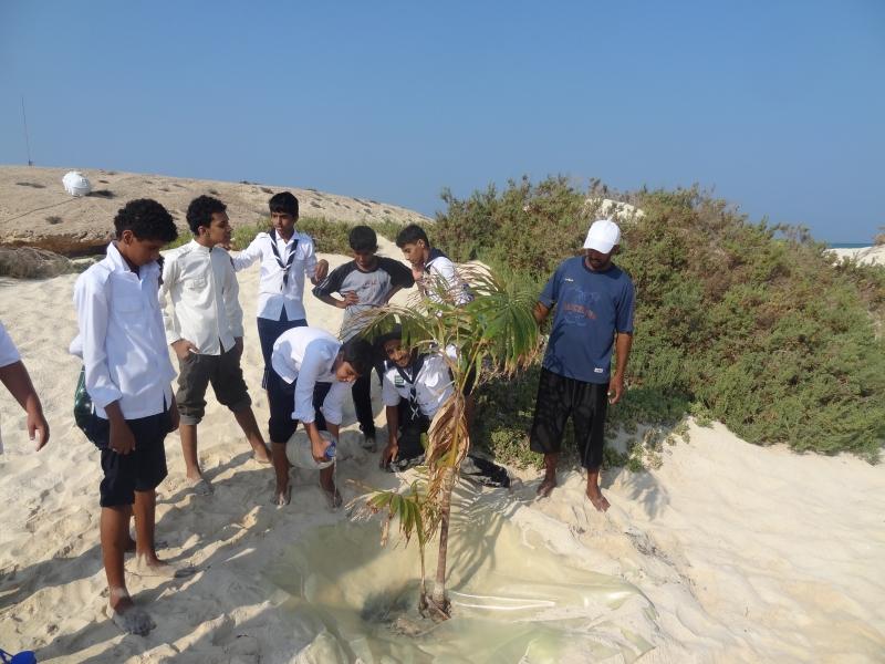 احياء الجزر البحرية بمحافظة الليث بأشجار جوز الهند 