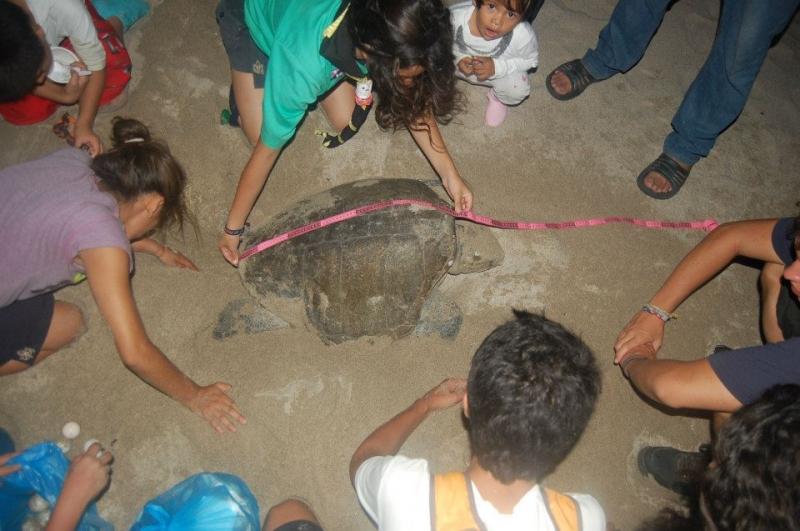 Rescatando y sembrando huevos de Tortuga Golfina, Grupo 15, Zapopan, Provincia Jalisco, ASMAC
