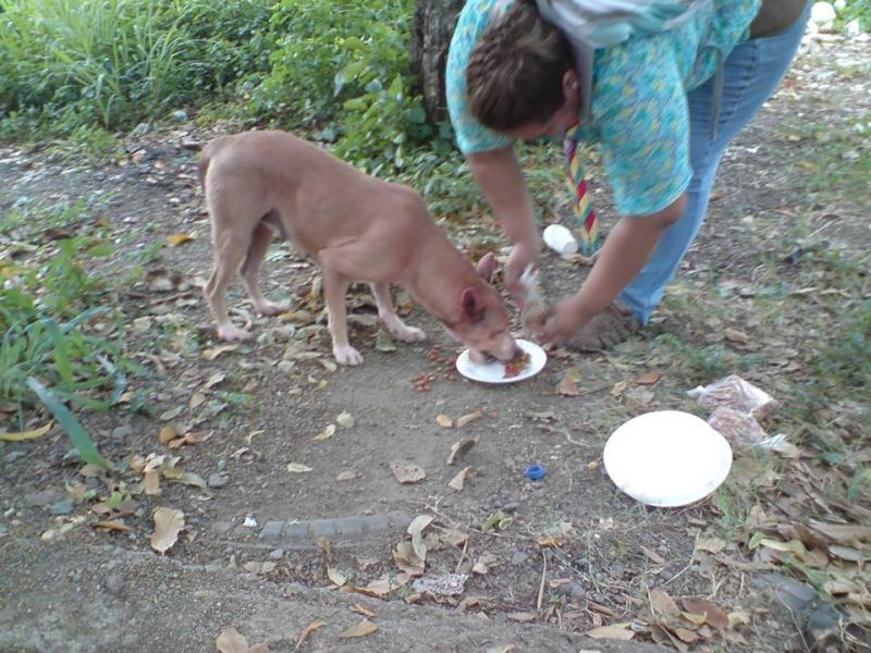 No AL MALTRATO ANIMAL HONDURAS C.A
