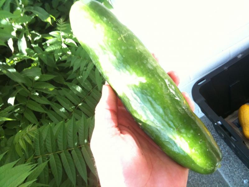 Pack 78 Framingham, MA - Victory Over Hunger Garden