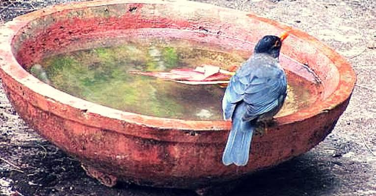 BIRD WATER BOWL 