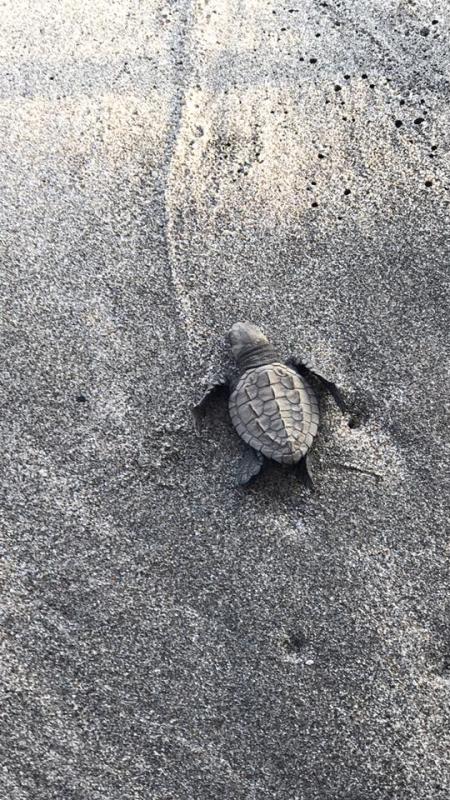 Servicio de Restauración de Campamento Tortuguero