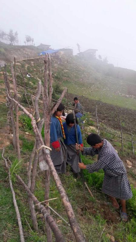Tree plantation