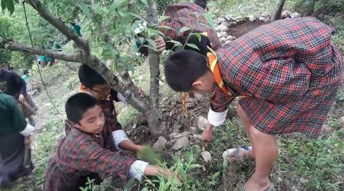 Adoption of fruits tree by Nachung Scouts