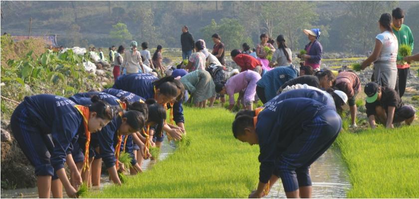 social service