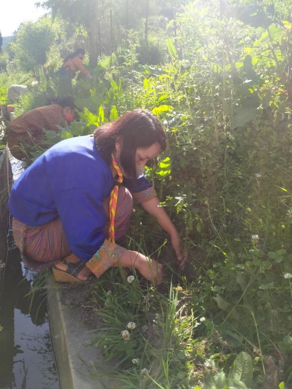 Tree Plantation