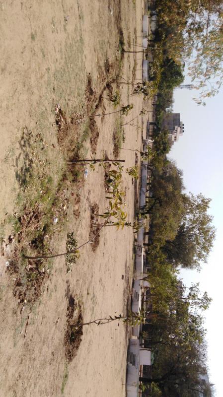 plant drinking water