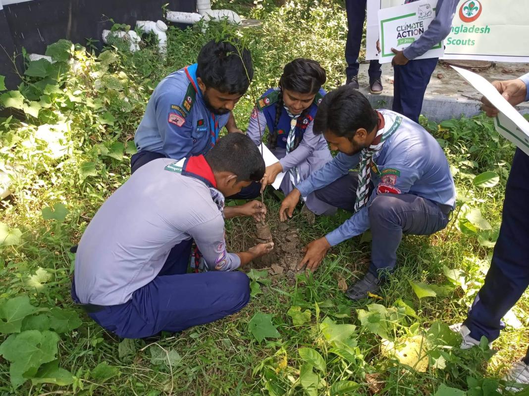 tree plantation