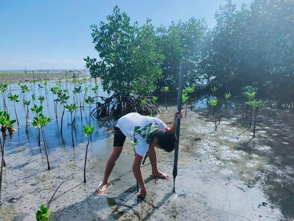 Tree planting