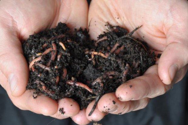 Vermiculture a change to pollution