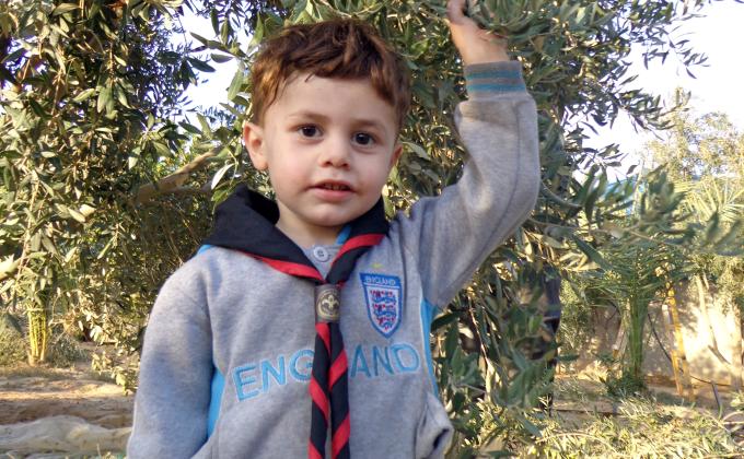 فلسطين - موسم قطف الزيتون 