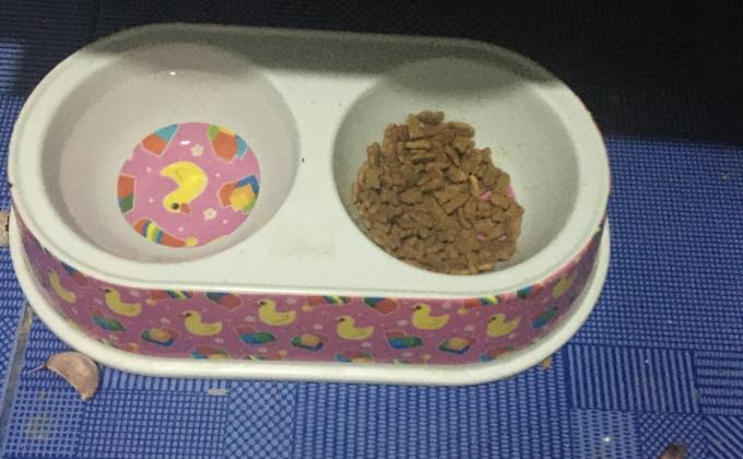 ให้อาหารแมว