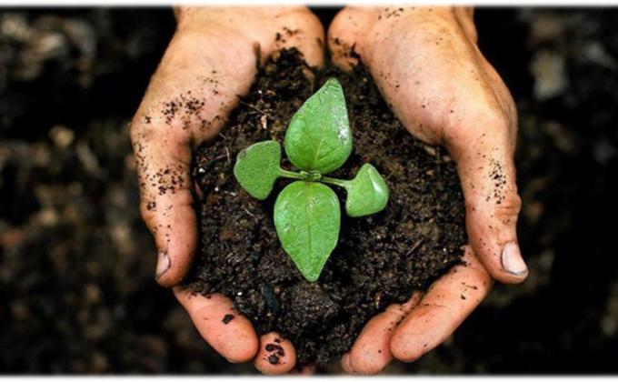 Activity for planting trees for each tree