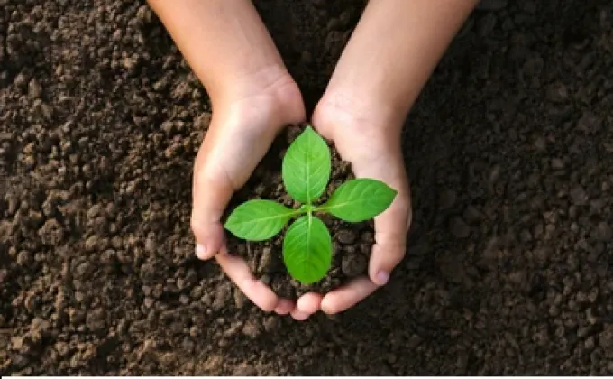 Tree plantation