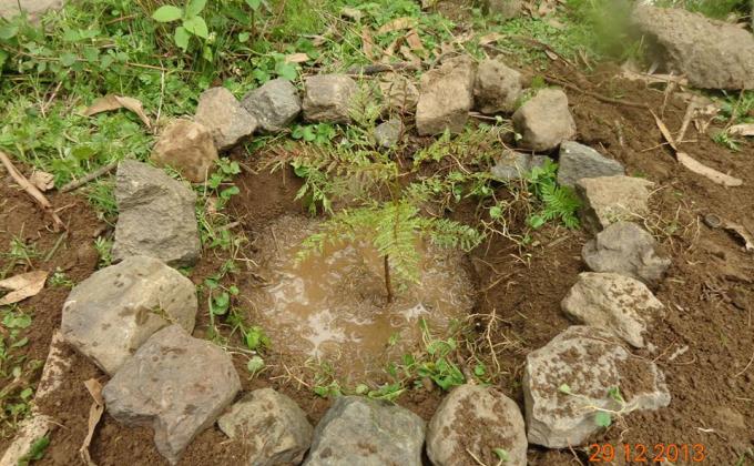 Reforestación Potreros