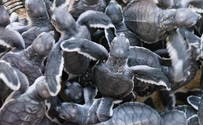 Sauvons les tortues!!!