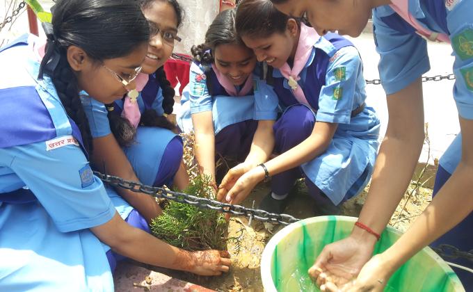 Tree plantation 
