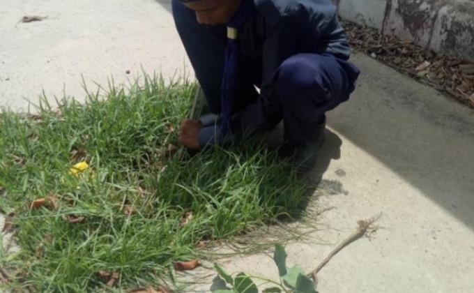 TREE PLANTATION