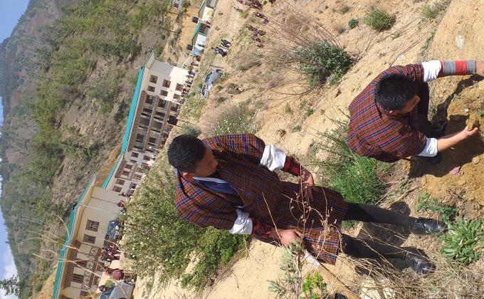 tree plantation and greening
