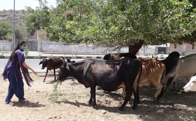 पशु पक्षिओं सेवा – चुग्गा परिन्डा