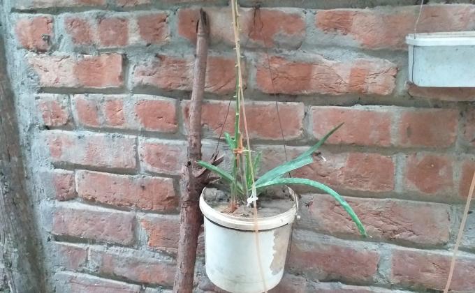 প্লাস্টিকের বিকল্প ব্যবহার 