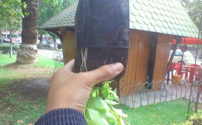 Cuidemos el Medio Ambiente