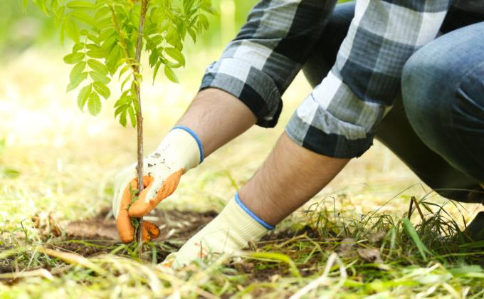 Plant trees