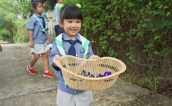 เก็บดอกอัญชัญทำน้ำสมุนไพร ดีต่อสุขภาพ