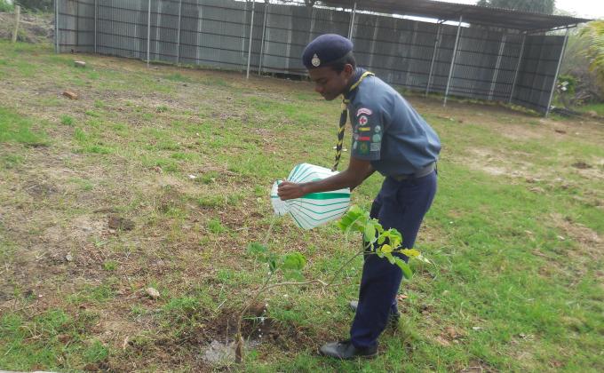 Tree planting