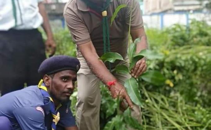 TREE PLANTATION