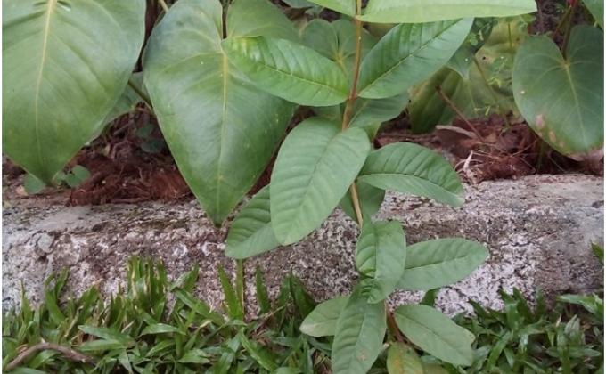Tree Planting
