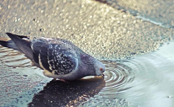 Water is an necessary for all organisms in the whole world.