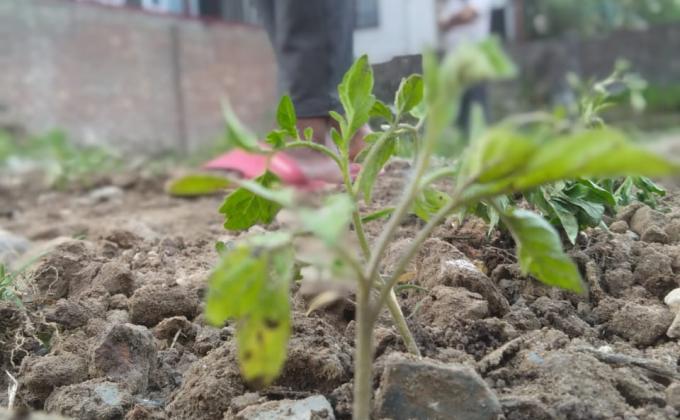 #goorganic #stayathome #scouts4sdgs #plasticchallenge 
#bsgptt #sankalpbyscoutguide