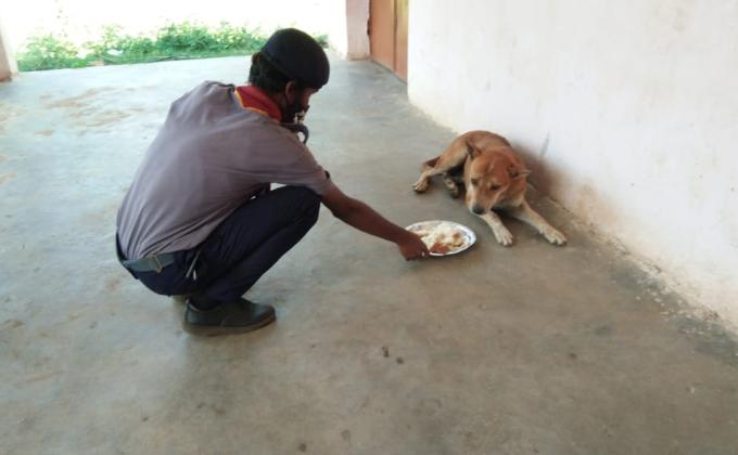 Food given to Animals